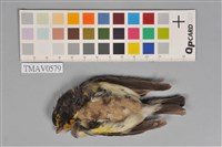 藏品(黃眉黃鶲)的圖片